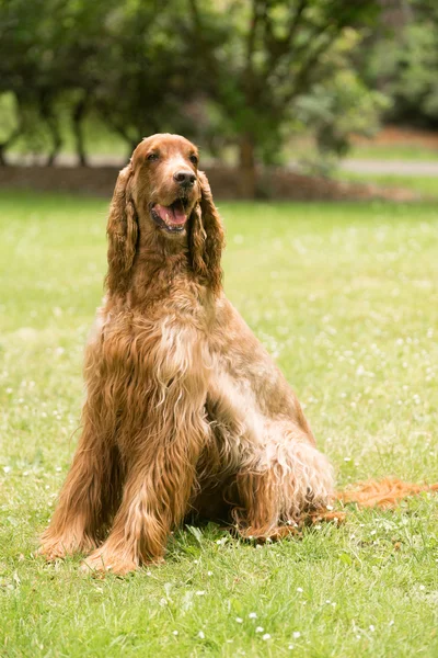 Cheveux Roux Setter irlandais Chien animal de race canine — Photo