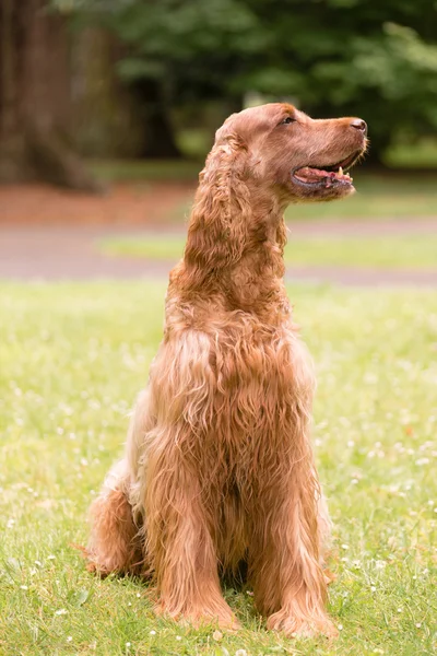 Rotes Haar irischer Setter reinrassiger Hundehund — Stockfoto