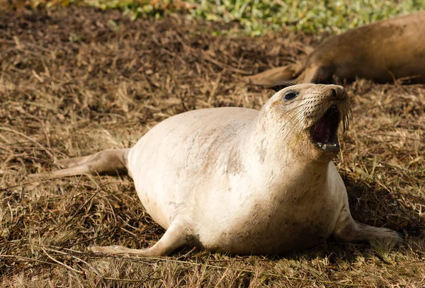 Elephant Seal Wild Mammal Barks Pacific Ocean SeaShore — Stock Photo, Image