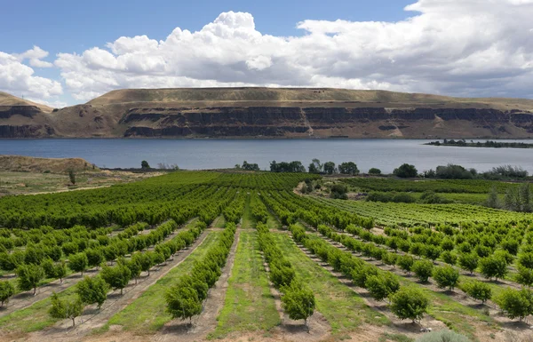 Farmer Fields Orchards Fruit Trees Columbia River Gorge — Stock Photo, Image