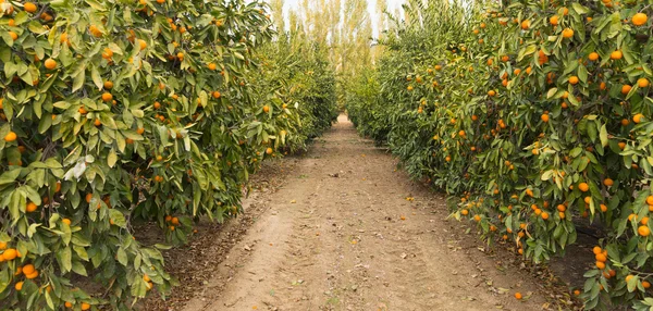 Laranjas de frutas de alimentos crus amadurecendo Agricultura Fazenda Laranjal — Fotografia de Stock