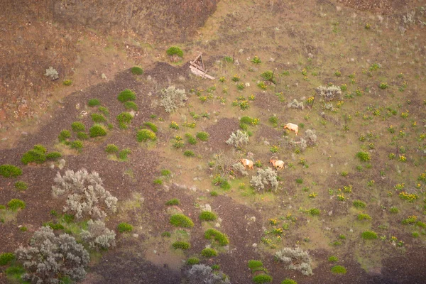 Washinton State Wildlife Mountain Goats Wild Animals Graze — Stock Photo, Image