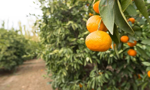 Ферма продовольчої сировини фрукти апельсини дозрівання сільського господарства апельсинового гаю — стокове фото