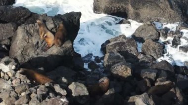 Mühür Rock Pasifik Okyanusu Oregon kıyılarında Surf gelgit yaban hayatı