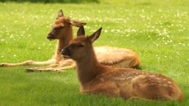 Yeni doğan Elk buzağı yaşındaki hayvan vahşi Fawn