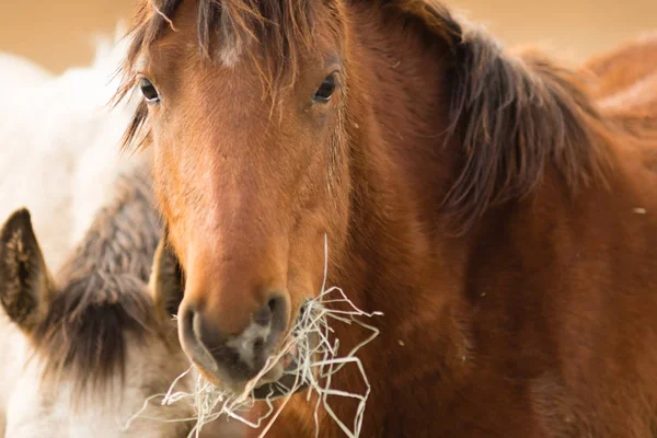 Cara de caballo salvaje Retrato de cerca American Animal —  Fotos de Stock