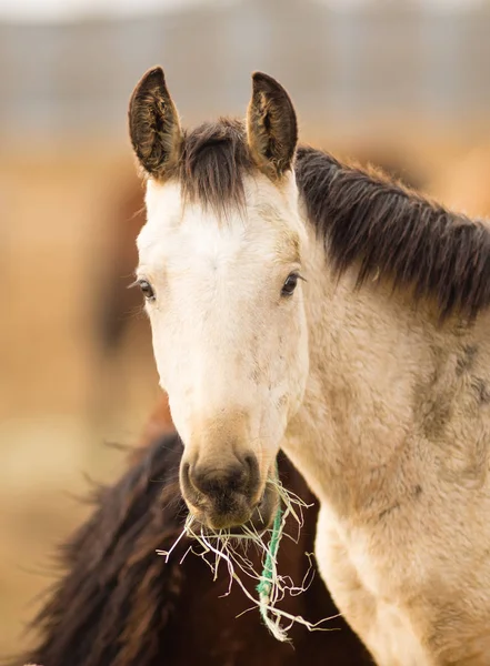 Wild Horse Face Portrait Gros plan American Animal — Photo