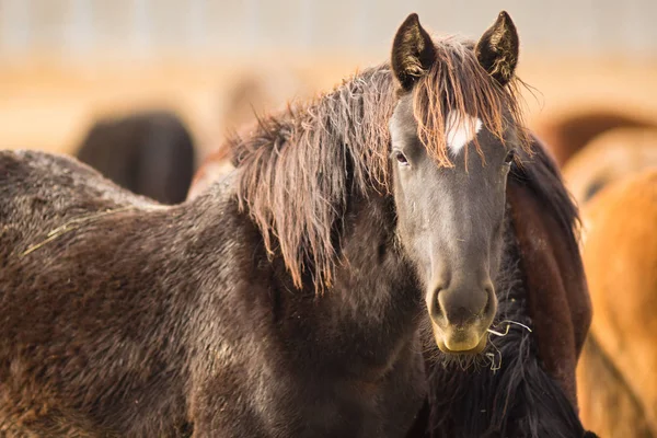 アメリカの動物をすぐに野生の馬顔ポートレート — ストック写真