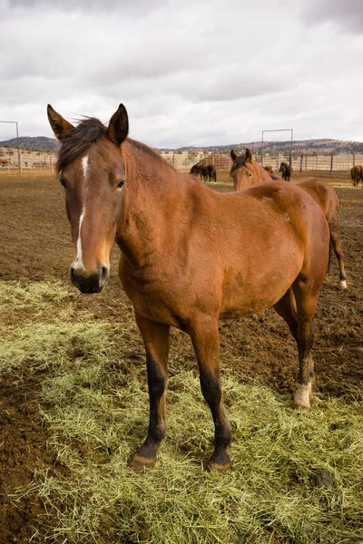 アメリカの動物をすぐの肖像画を立っている野生の馬 — ストック写真