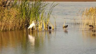 Beyaz Heron ak balıkçıl yabani kuşlar Lake Mead Wade