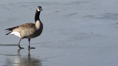 Lake Ferril Şehir Parkı Denver donmuş kaz yürür 
