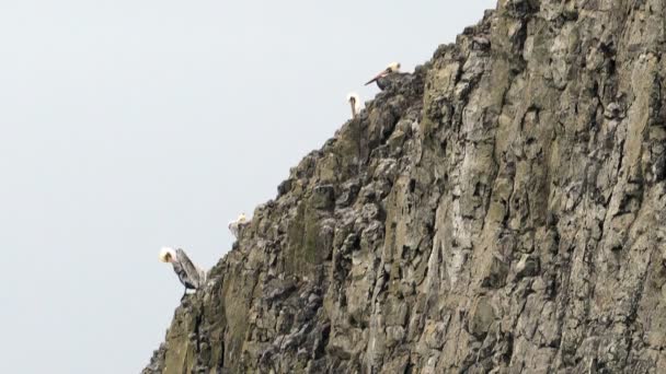 Pelícanos de aves silvestres desafiando vientos fuertes acantilado escarpado — Vídeos de Stock