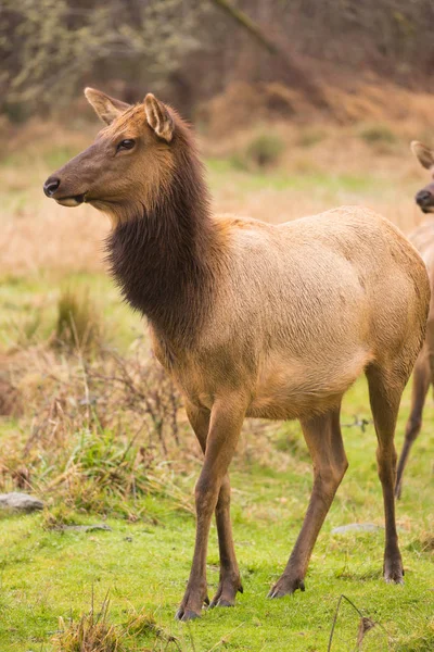 Female Elk Stops Grazing to Look at the Group — Stock Photo, Image