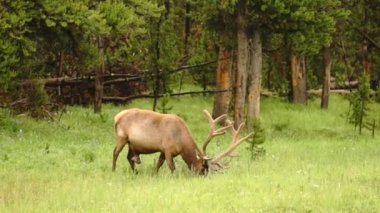 Büyük boğa Elk Western yaban hayatı Yellowstone Milli Parkı hayvan 