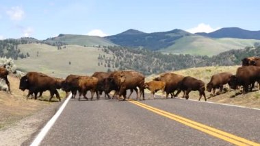 Vahşi hayvan Buffalo boğa erkek nezaret yol geçiş Yellowstone Milli Parkı