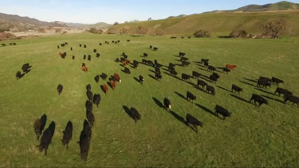 Krávy farma hospodářských zvířat přesunout společně venkovských ranč — Stock video