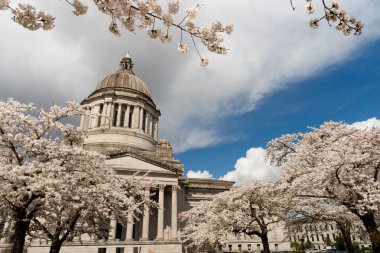 Washington State Capital Building Olympia bahar kiraz çiçekleri