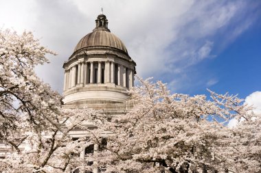 Washington State Capital Building Olympia bahar kiraz Serverdaki