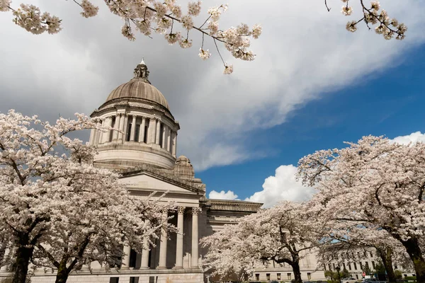 Edificio de la capital del estado de Washington Olympia flores de cerezo de primavera — Foto de Stock