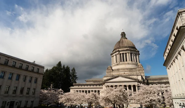 Edificio de la capital del estado de Washington Olympia flores de cerezo de primavera — Foto de Stock