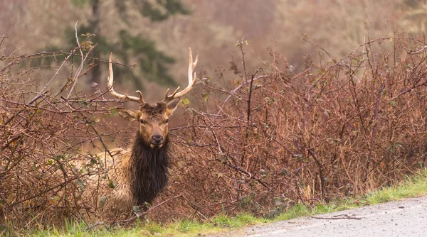 Male Elk Weathering the Rain Northern California — Stock Photo, Image