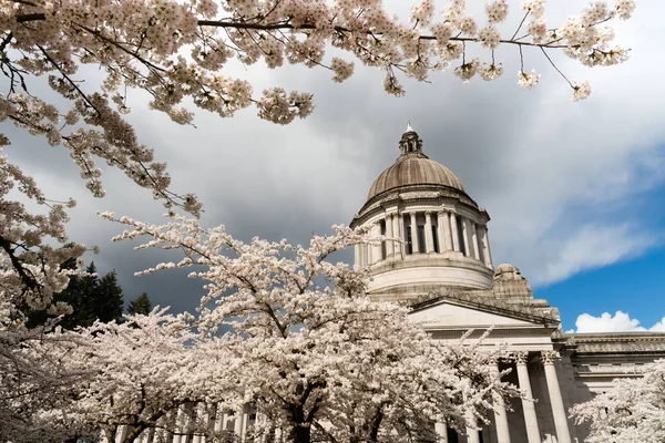 Edificio de la capital del estado de Washington Olympia flores de cerezo de primavera — Foto de Stock