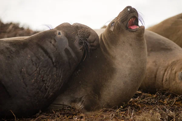 Grote zeeolifant mannetje kiest vrouwtje tijdens de paartijd — Stockfoto