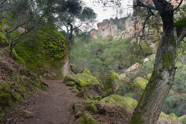 Winter Time Pinnacles National Park Forest Trail California USA — Stock Photo, Image
