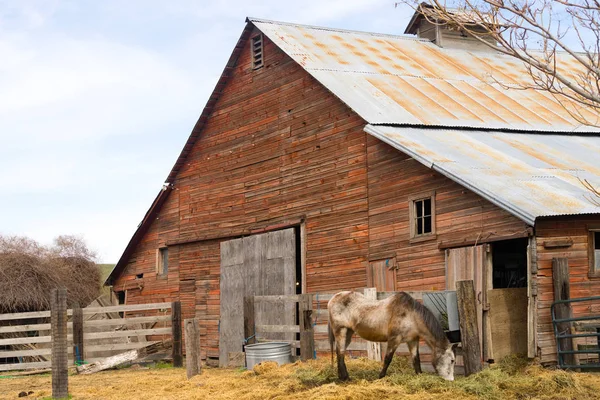 Einsames Pferd weidet auf Futterfarm Ranch Stall Corral — Stockfoto