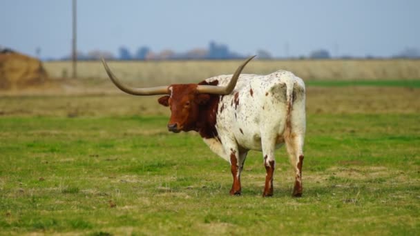 Texas Longhorn Bull kierowania wypas patrząc ranczo zwierząt zwierząt — Wideo stockowe