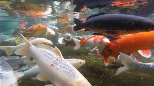 Koi tó nagy színes halak ponty úszni a víz alatt — Stock videók