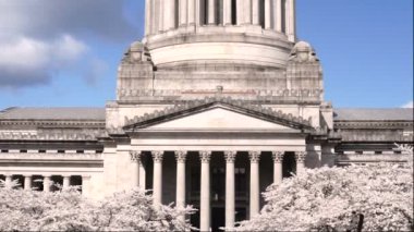Washington State Capital Building Olympia bahar kiraz çiçekleri