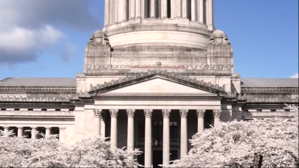 Edificio de la capital del estado de Washington Olympia flores de cerezo de primavera — Vídeo de stock