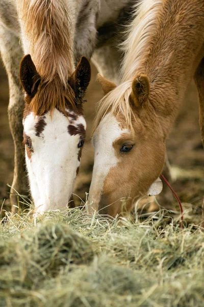 Retrato de cara de cavalo selvagem Alimentação Animal americana de perto — Fotografia de Stock