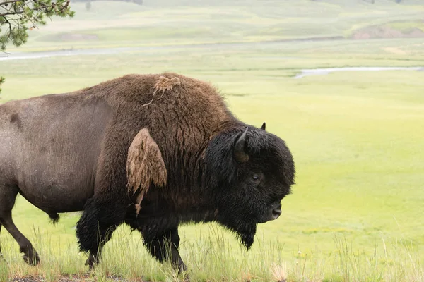 Búfalo solitário animais caminhadas ao longo Yellowstone Park Vida selvagem — Fotografia de Stock