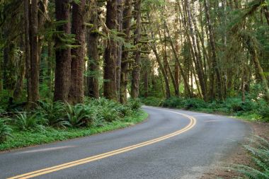 Eğri yol Hoh yağmur ormanı Washington eyaletinde