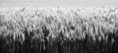 Tüm tahıl gerçek gıda çiftçiler alanında büyüyen kadar kapatın