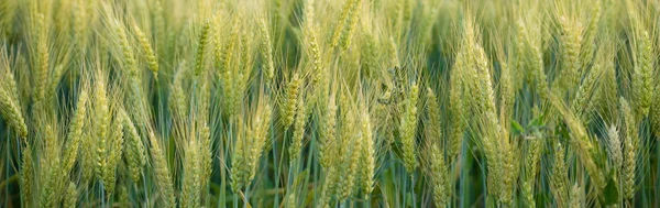 Nära håll hela korn riktig mat växer i jordbrukare fältet — Stockfoto