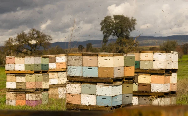 Beekeeper Boxes Bee Colony Farm Field — Stock Photo, Image