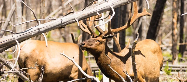 Male Bull Elk Weathering Harsh Sun Feeding Yellowstone — Stock Photo, Image