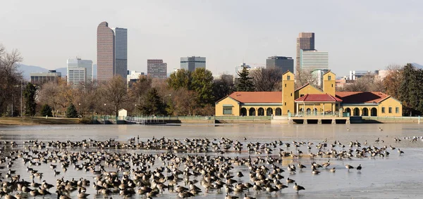 Cirt Park Lago Ferril Gansos migradores congelados da água — Fotografia de Stock