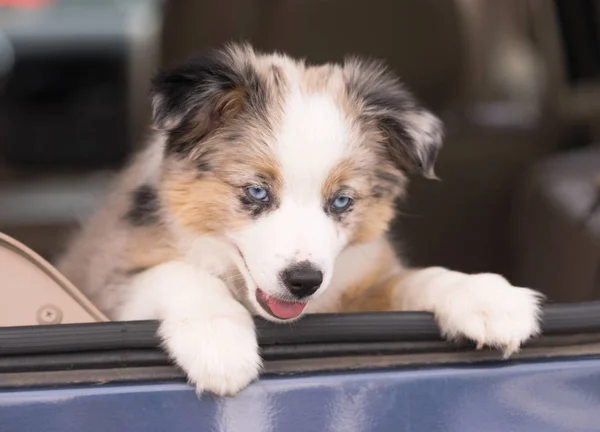 Filhote de cachorro pastor australiano puro se inclina para fora janela do carro — Fotografia de Stock