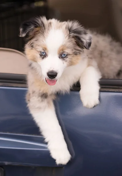 Raszuivere Australian Shepherd pup leunt uit auto raam — Stockfoto