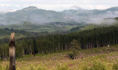Sisli dağ Clearcut etkisi ağaç kütükleri ormansızlaşma günlüğü