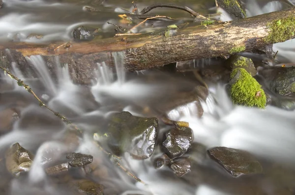 Grüne bemooste Farne wachsen Felsen Wasser fließt Fluss — Stockfoto