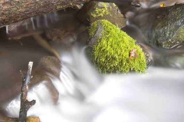 Grüne bemooste Farne wachsen Felsen Wasser fließt Fluss — Stockfoto