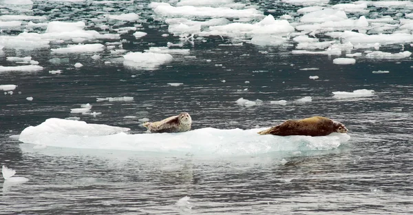 Wild Seal Lions Iceburg Aialik Bay onder Kenai fjorden Alaska Stockfoto