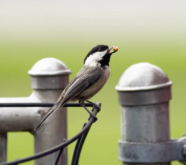 ब्लॅक-कॅप चिकडी पक्षी पर्च कुंपण यंग अन्न घेऊन — स्टॉक फोटो, इमेज