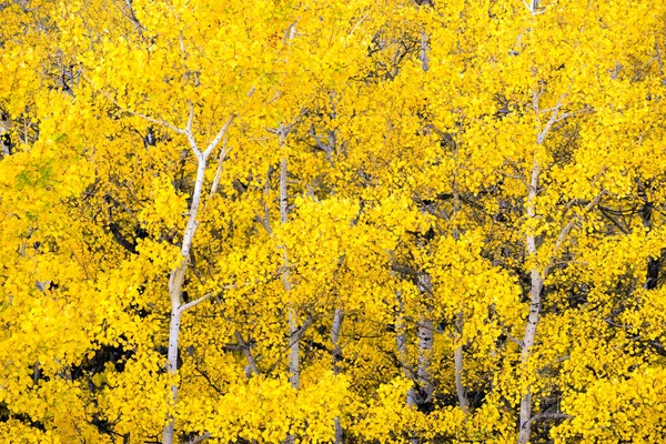 Aspen blanco árboles bosque caída colores hojas cambiando otoño — Foto de Stock