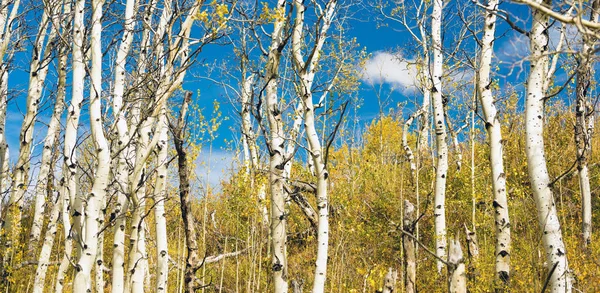 Hojas que caen del bosque de árboles cortados blancos — Foto de Stock